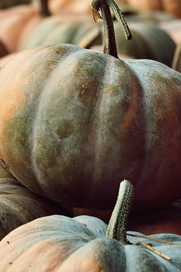 pumpkins-6641314_1920 (1)