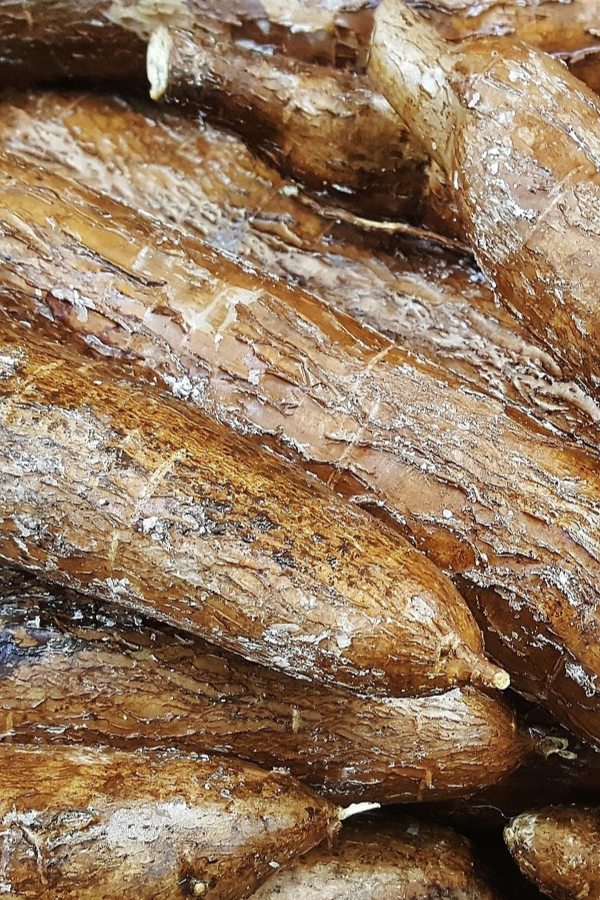 yuca-1353258_1920 (1)